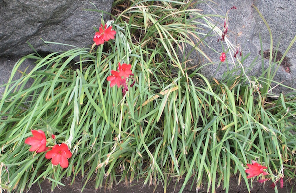 Hesperantha coccinea